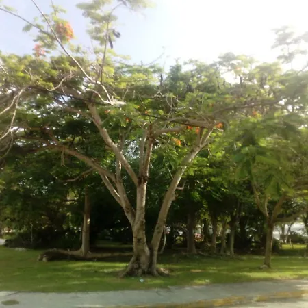 Cielito Lindo-3